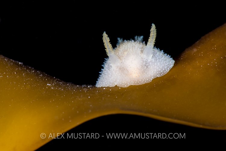 Nudibranch Portrait. Norway