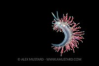 Rafting Nudibranch. Norway