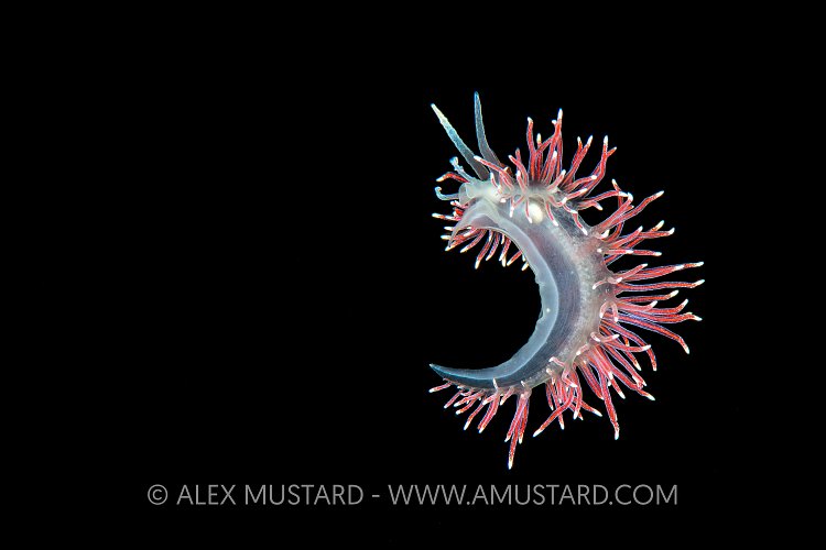 Rafting Nudibranch. Norway