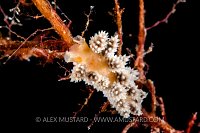 Nudibranch (Doto fragilis). Norway