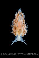 Nudibranch (Eubranchus pallidus) On Black. Norway