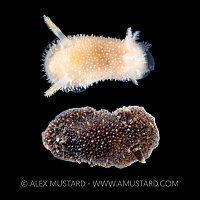 Nudibranch Pair. Norway