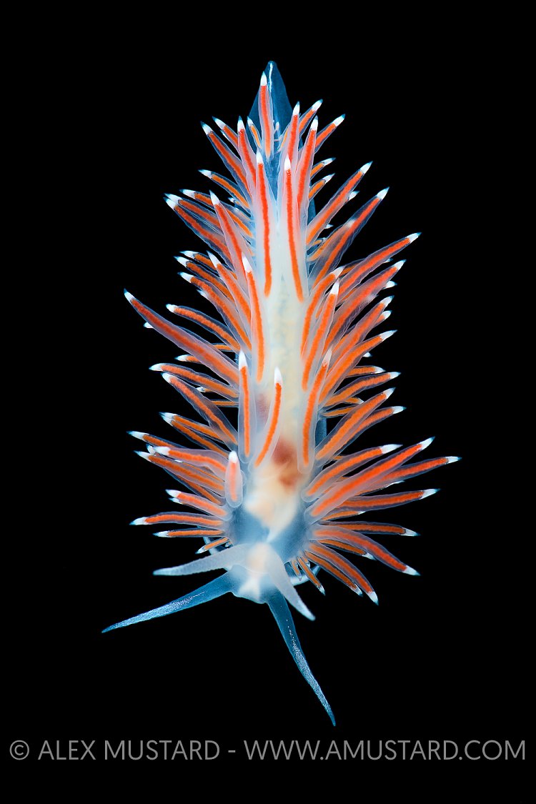 Captive Nudibranch Portrait. Norway