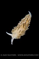 Nudibranch On Black. Norway