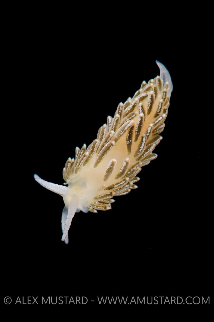 Nudibranch On Black. Norway