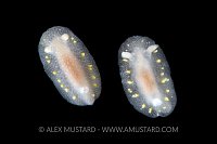 Nudi Pair On Black. Norway.