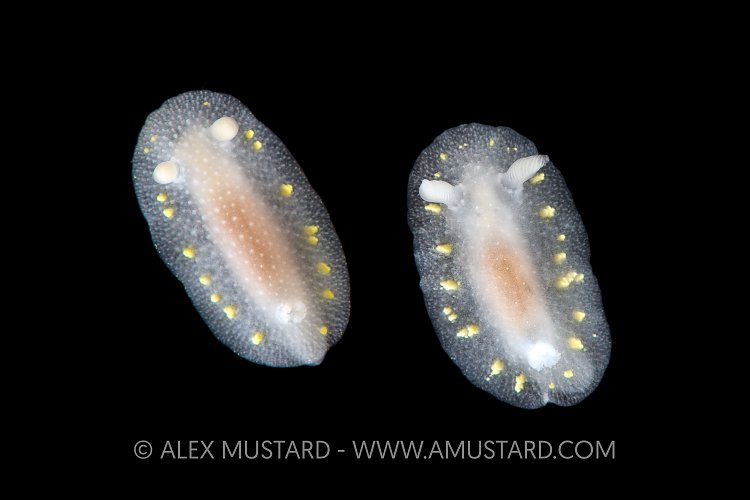 Nudi Pair On Black. Norway.