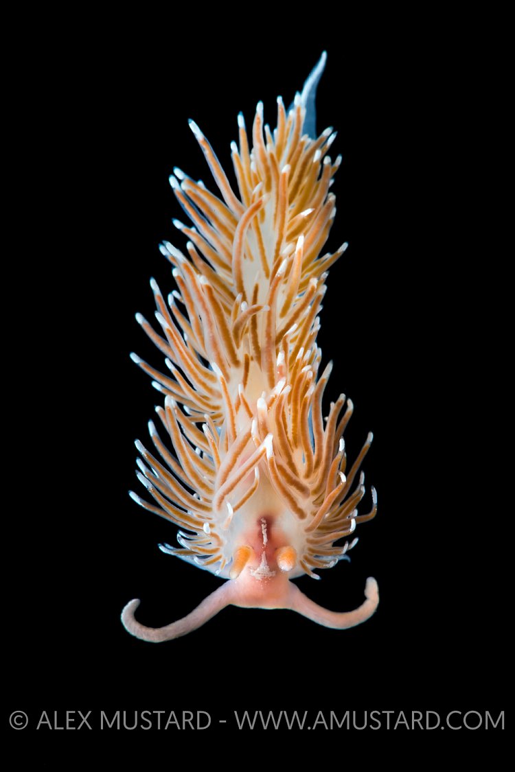 Nudibranch (Facelina bostoniensis) On Black. Norway