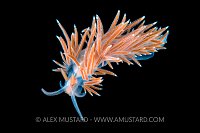 Captive Nudibranch Portrait. Norway