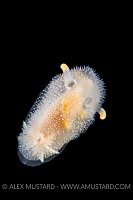 Nudibranch (Acanthodoris pilosa) On Black. Norway