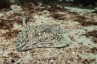 Thornback skate. Norway