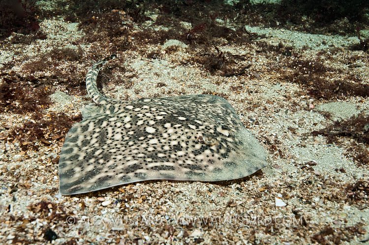 Thornback skate. Norway