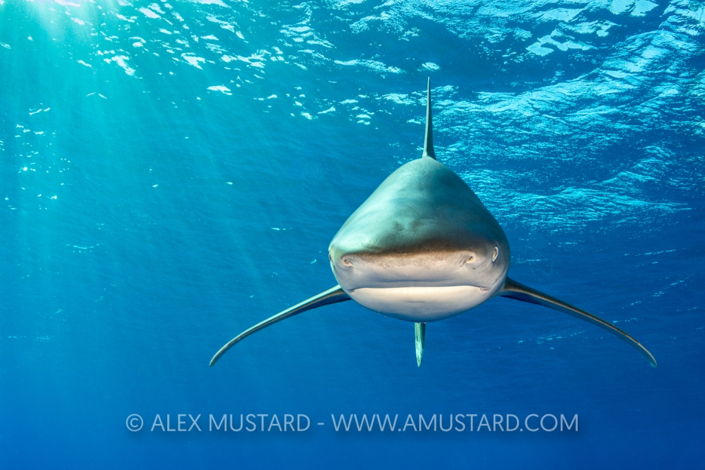 An oceanic whitetip shark (Carcharhinus longimanus) head on beneath the surface. Rocky Island, Egypt. Red Sea