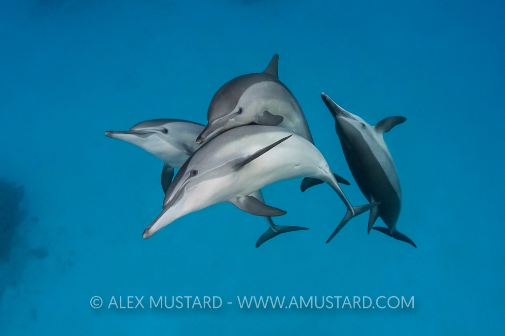 A pod of four spinner dolphins (Stenella longirostris) swimming over a shallow sandy lagoon in a coral reef. Sataya Reef, Fury Shoal, Egypt. Red Sea
