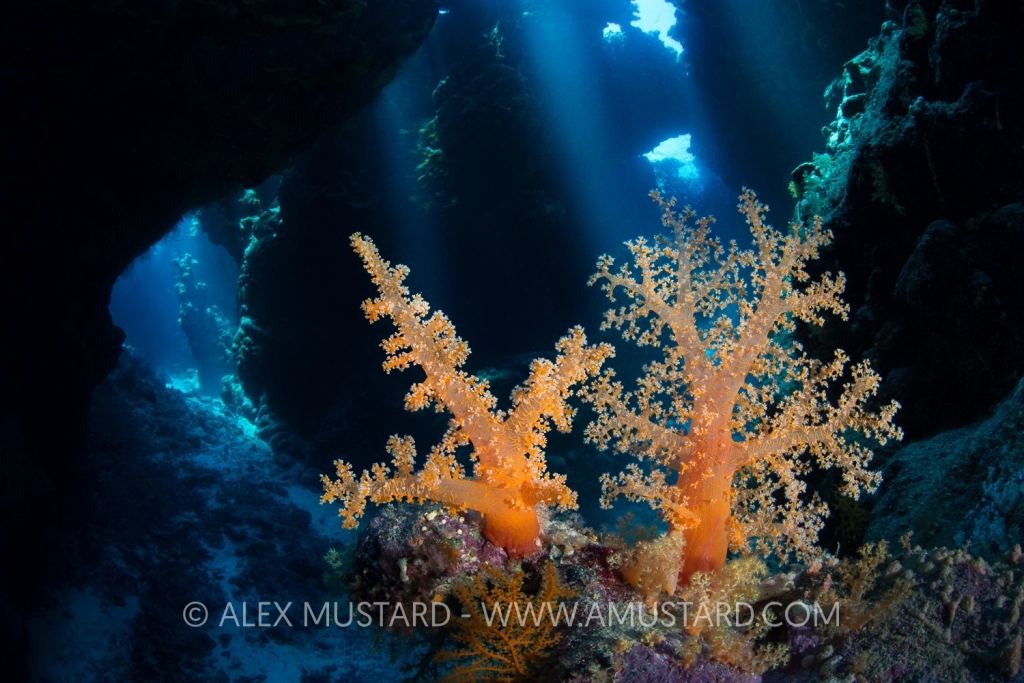 A pair of soft corals (Scleronephthya corymbosa) grow inside a cavern within a coral reef. This species if typical of cave habitats. Uum Karerim, St Johns Reef. Egypt. Red Sea.