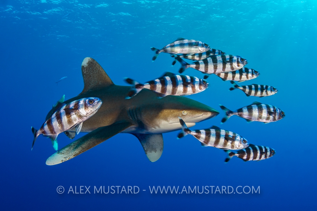 An oceanic whitetip shark (Carcharhinus longimanus) is accompanied by a group of pilotfish (pilot fish: Naucrates ductor). Daedelus Reef, Egypt. Red Sea