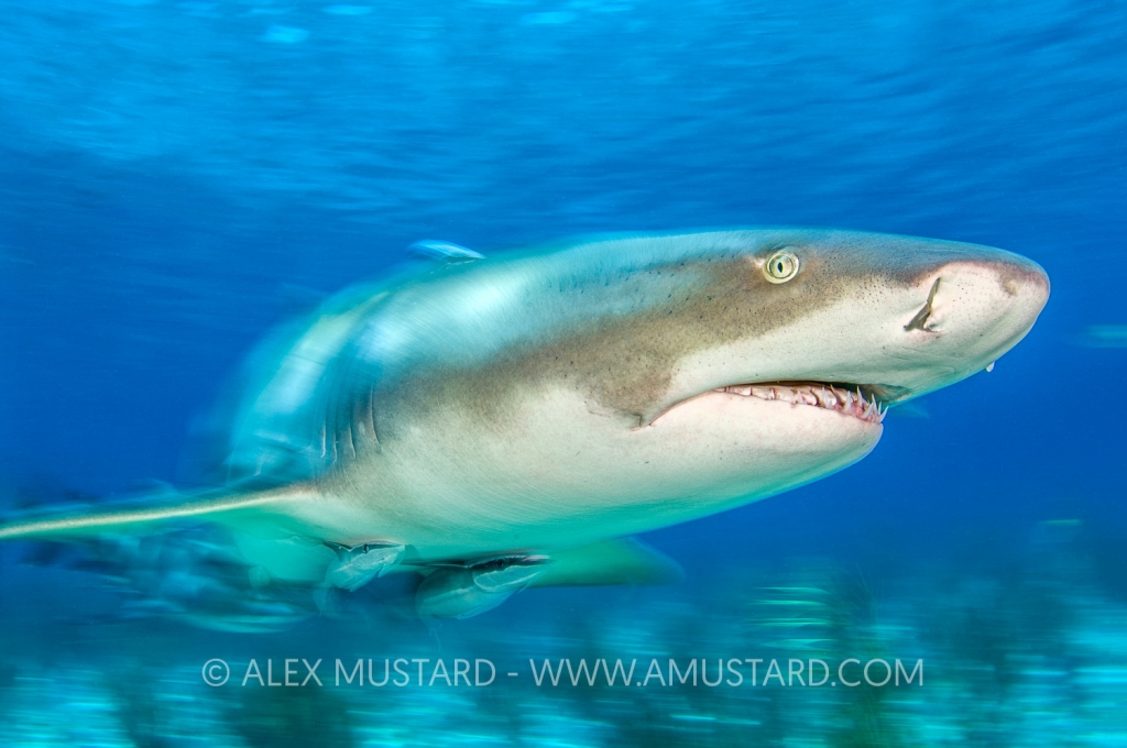 A long exposure of a lemon shark (Negaprion brevirostris) accompanied by remoras (Echeneis naucrates) in shallow water. Little Bahama Bank. Bahamas. Tropical West Atlantic Ocean.