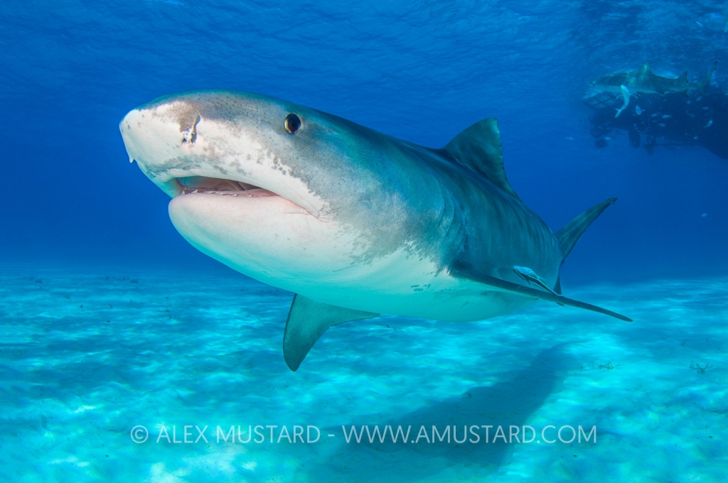 A large female tiger shark (Galeocerdo cuvier) in shallow water. Little Bahama Bank, Bahamas. Tropical West Atlantic Ocean. Diver cloned out of background.