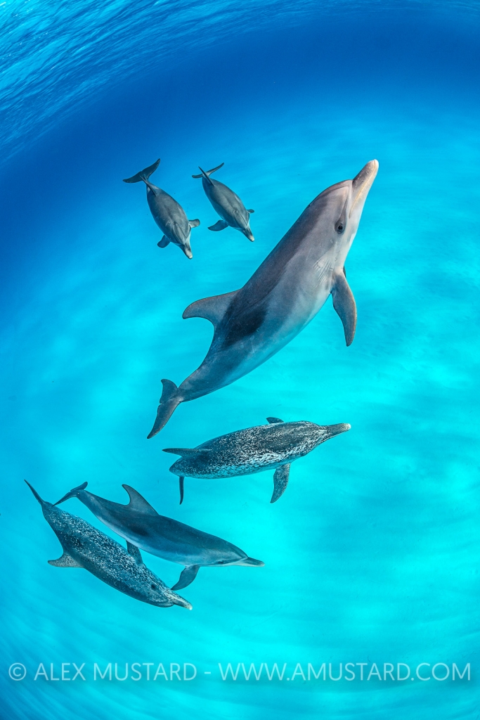 A pod of Atlantic spotted dolphins (Stenella frontalis) swim over a shallow, sandy seabed. The adults are spotted and the younsters are plain coloured. Great Bahama Bank, North Bimini, Bahamas. West Atlantic Ocean.