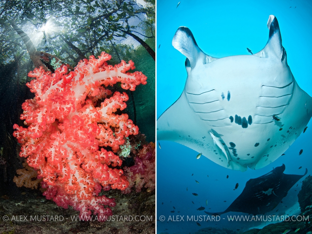 Soft Coral On Mangrove Root. Indonesia