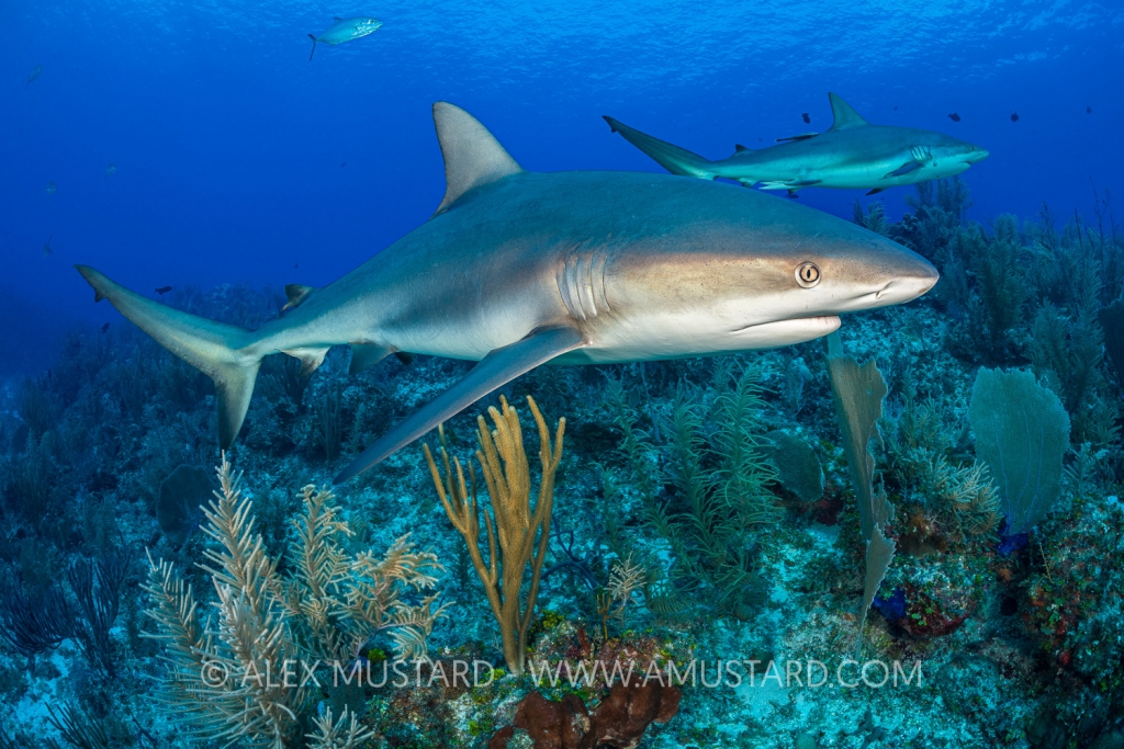 Sharks On The Reef. Cayman Islands.