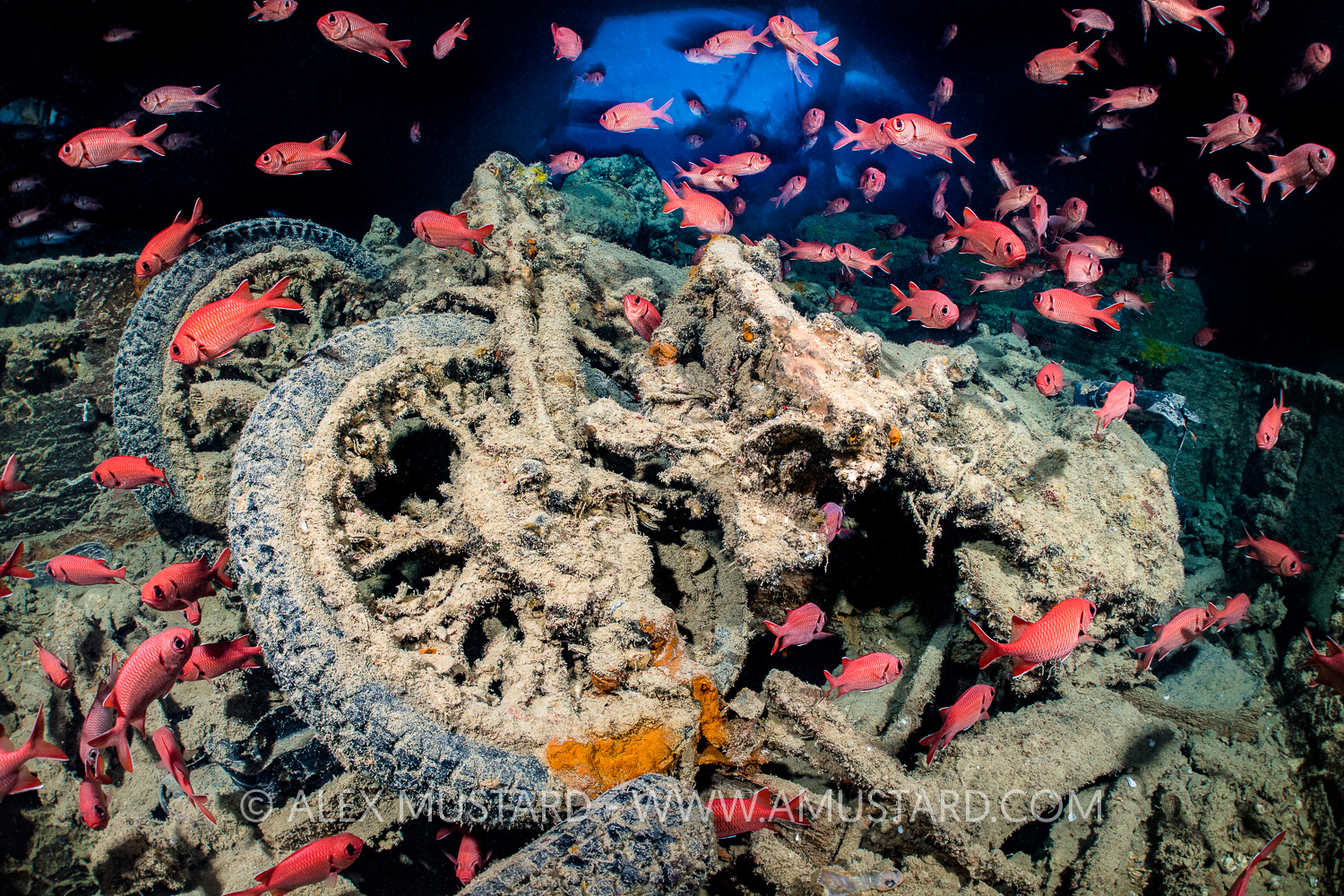 MotorBikes With Soldierfish. Egypt