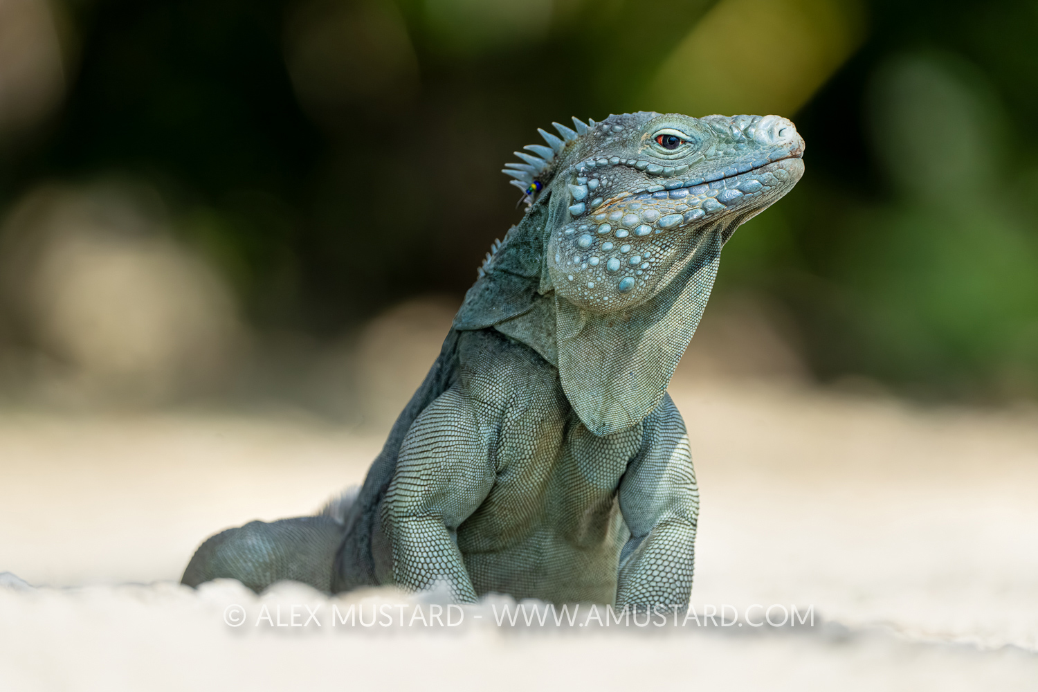 Blue Iguana, Cayman Islands