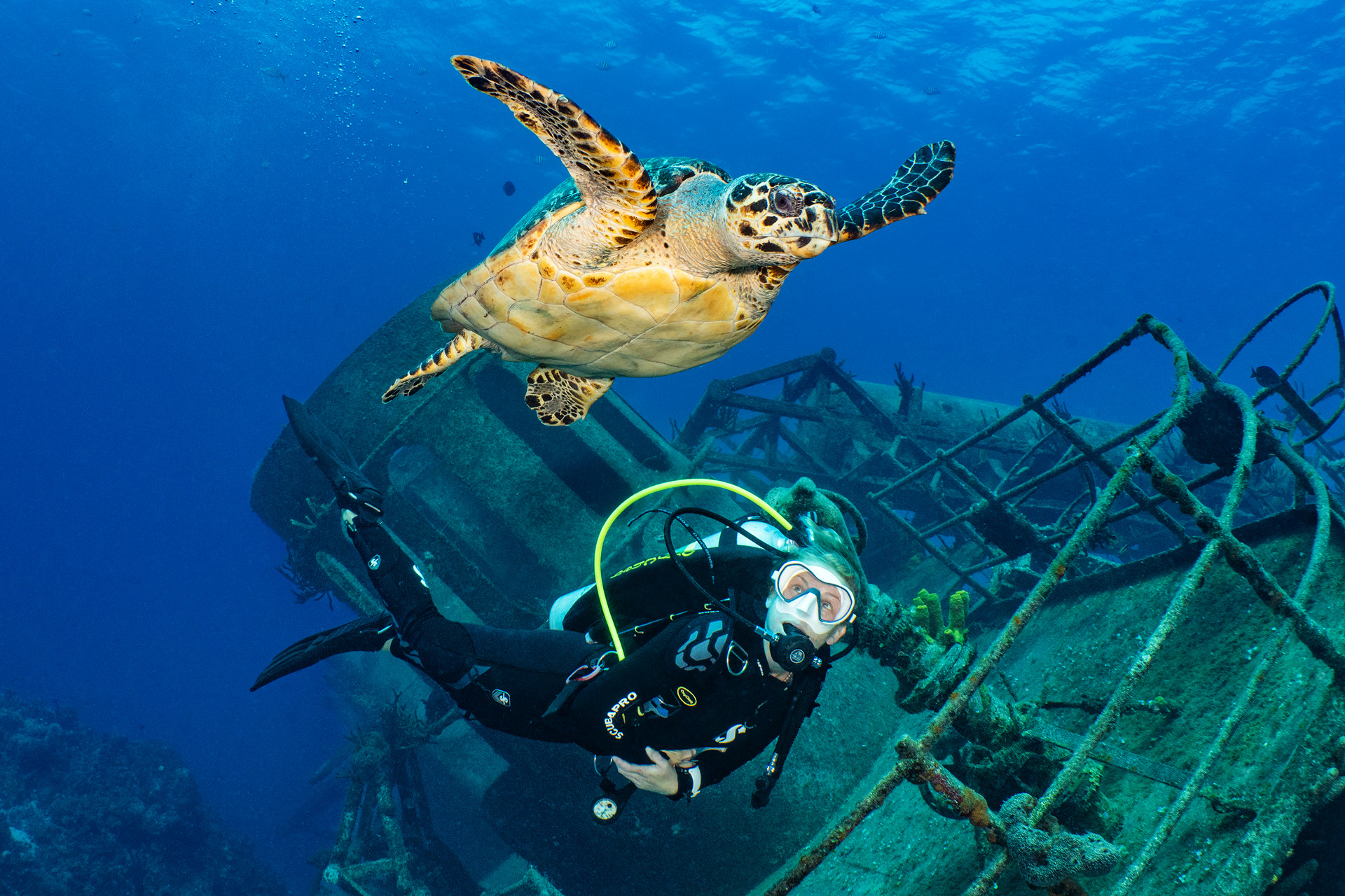 Turtle On The Kittiwake Wreck, Cayman Islands
