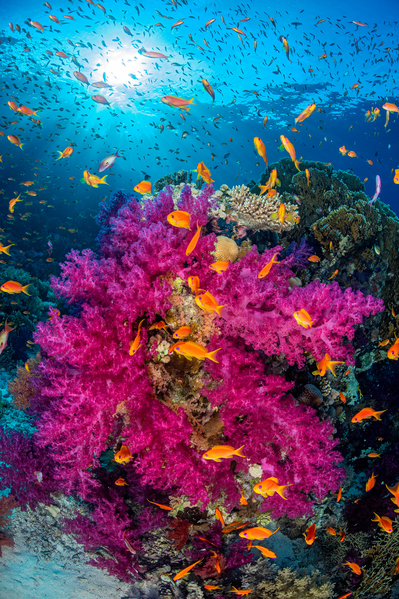 Soft Coral And Anthias, Egypt